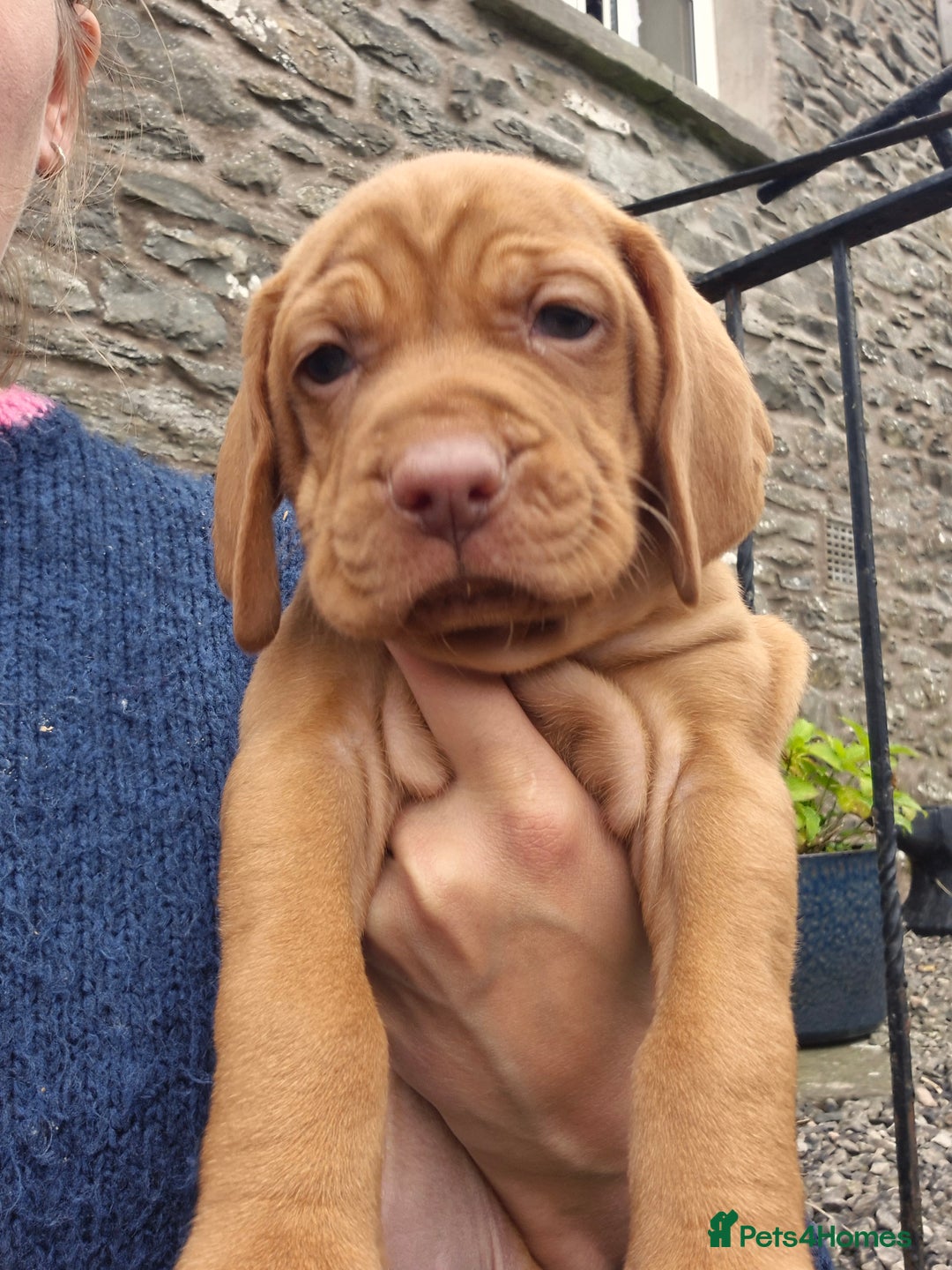 Hungarian Vizsla dogs for sale: Stunning litter KC registered Hungarian Puppy's  - Image 20