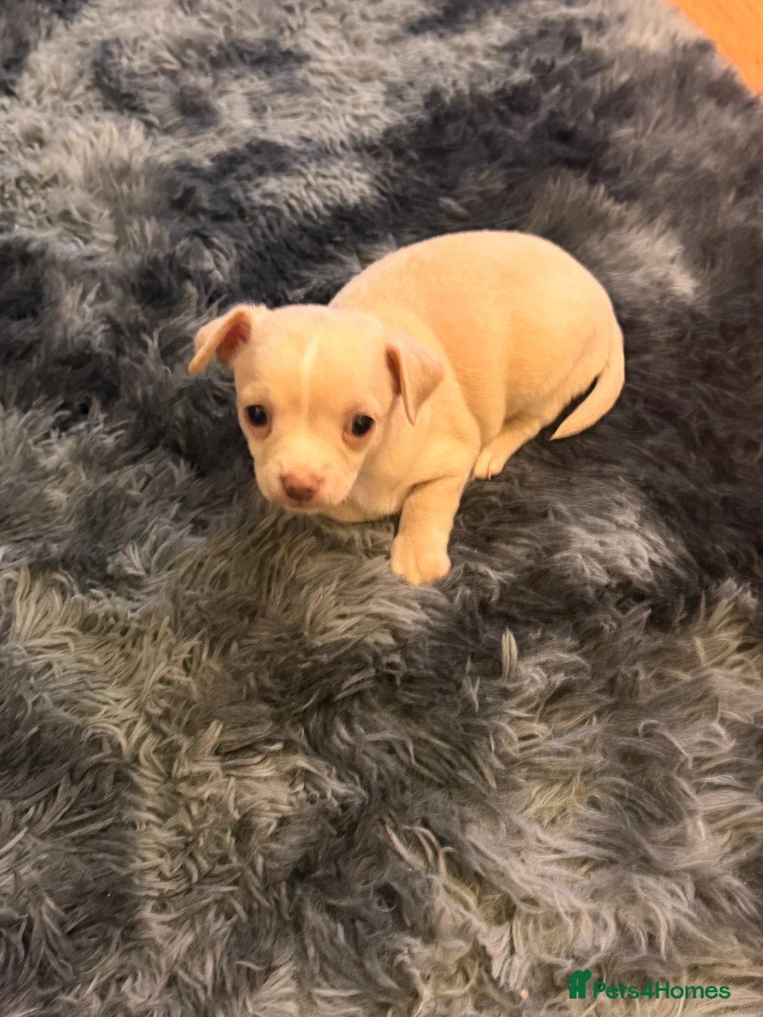 Chihuahua dogs for sale: 8 week old toy chihuahua puppy - Advert 4