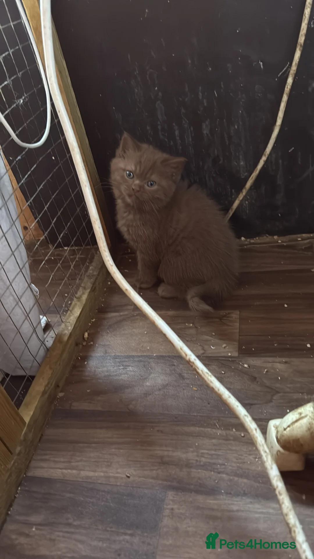 British Shorthair cats for sale: Cinnamon gccf boy - Advert 1