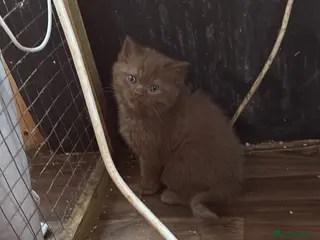 British Shorthair cats Cinnamon gccf boy - Advert 1