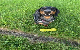 Dachshund dogs for stud: Stunning male standard dachshund for stud - Image 2