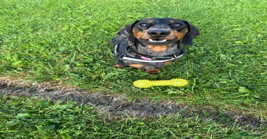 Dachshund dogs - Advert 11