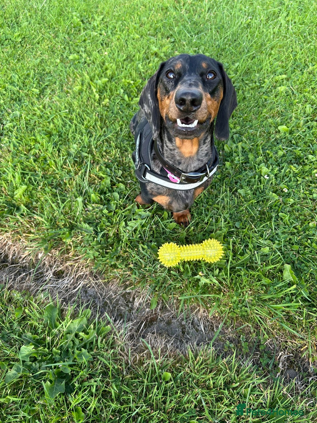 Dachshund dogs for stud: Stunning male standard dachshund for stud - Image 2