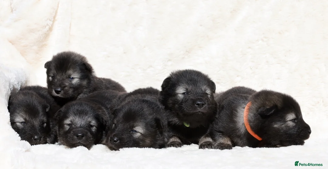 Eurasier dogs for sale: Eurasier Puppy in King's Lynn - Advert 2