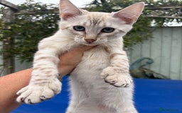 Savannah cats for sale: Breath taking rare girl - Image 9