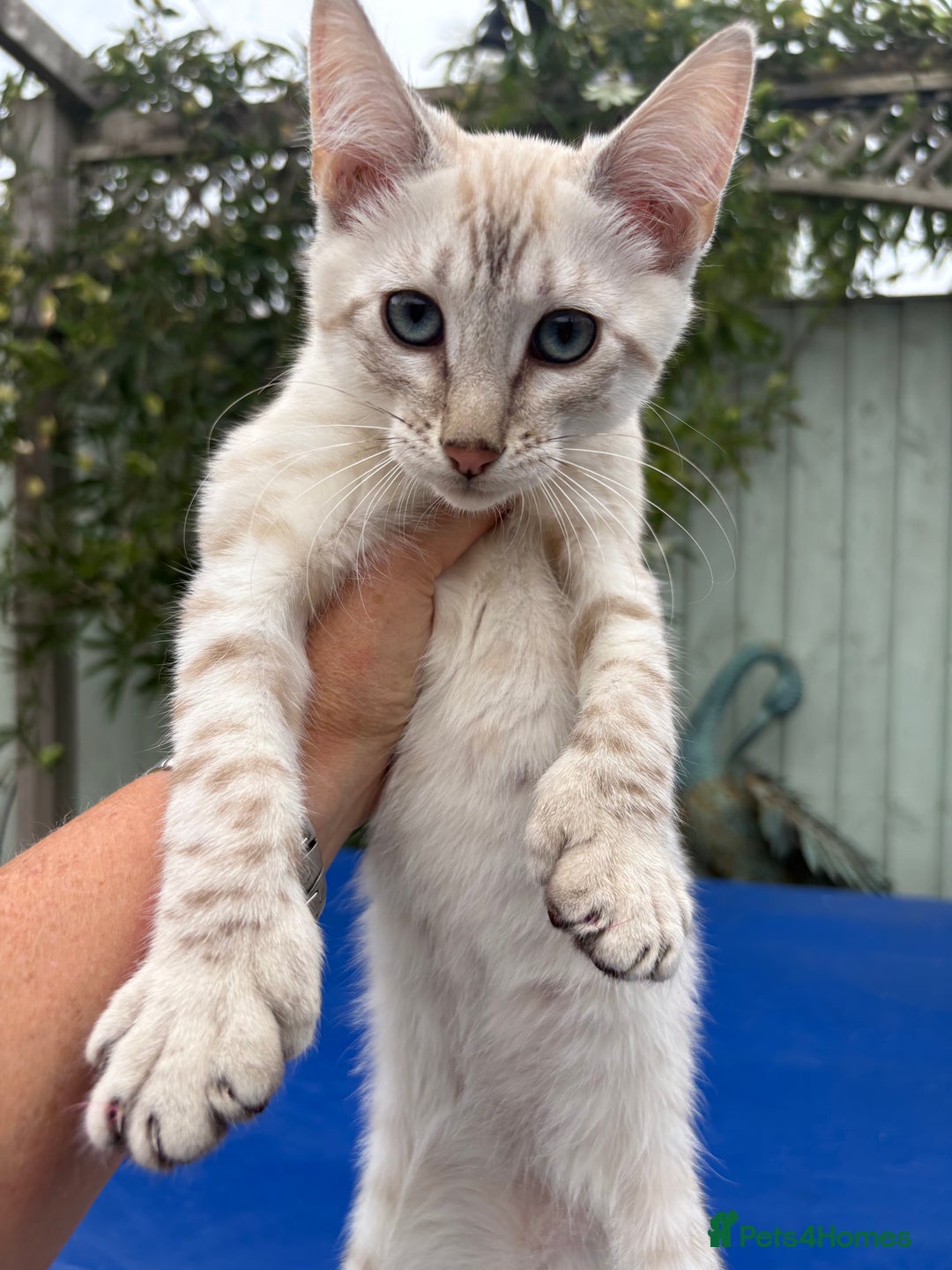 Savannah cats for sale: Breath taking rare girl - Image 9