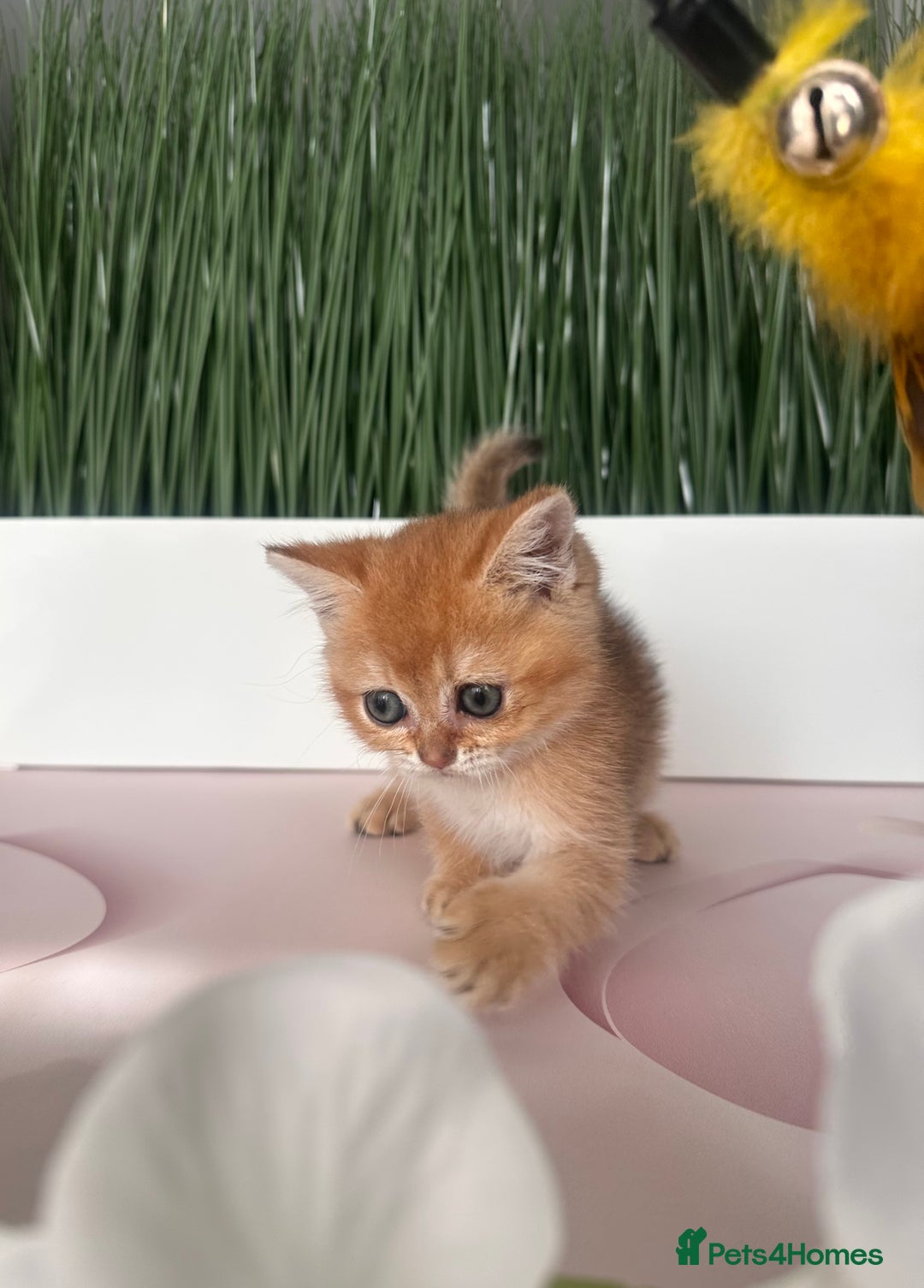 Scottish Fold cats for sale: Adorable pedigree kittens - Image 9