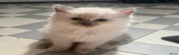 Ragdoll cats for sale: Beautiful Ragdoll blue point girls 7 weeks in London - Advert 4