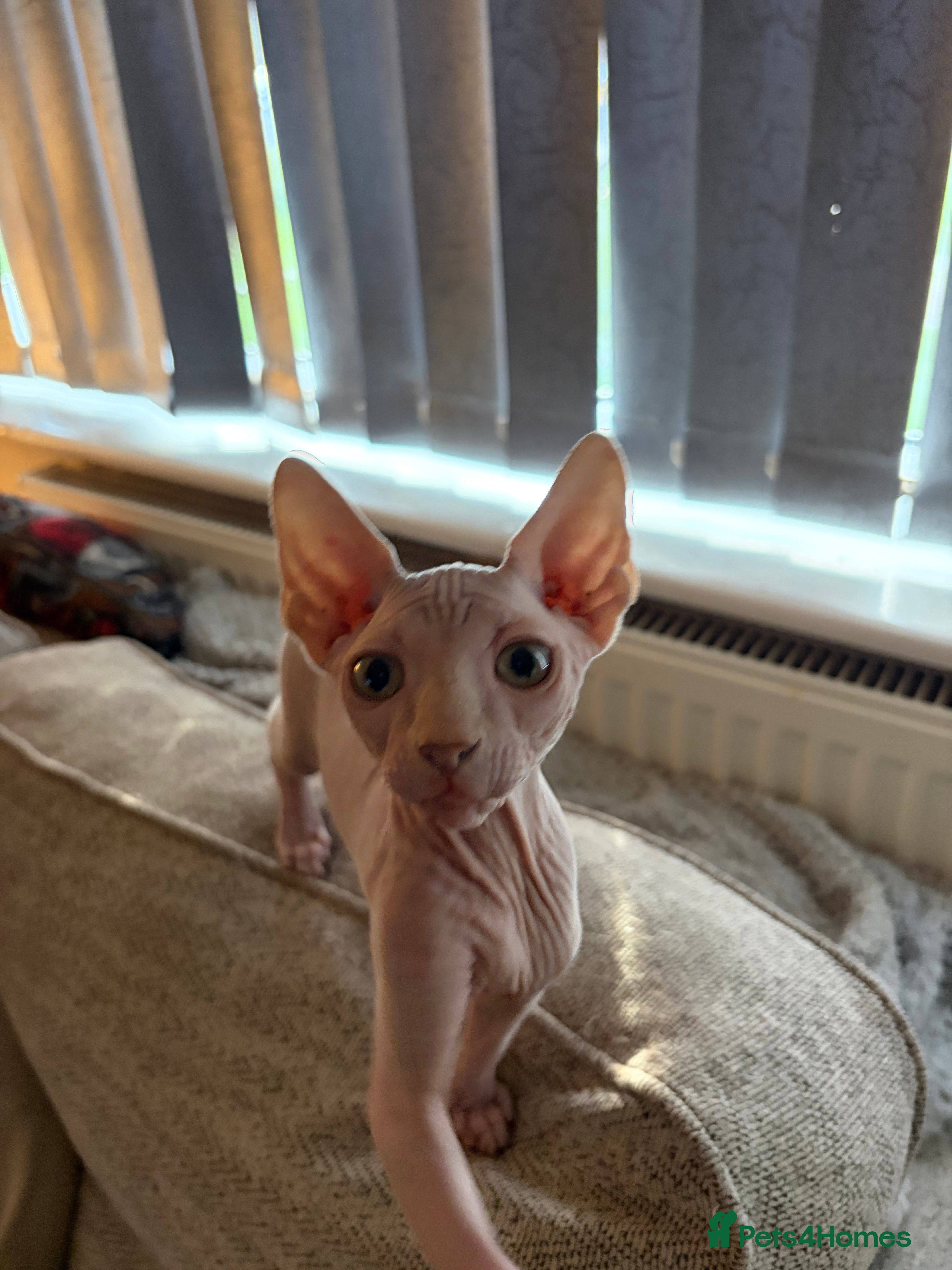 Sphynx cats Sphynx boy - Advert 1