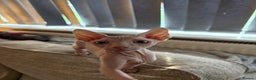 Sphynx cats for sale: Sphynx boy - Advert 1