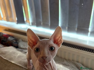 Sphynx cats Sphynx boy - Advert 1