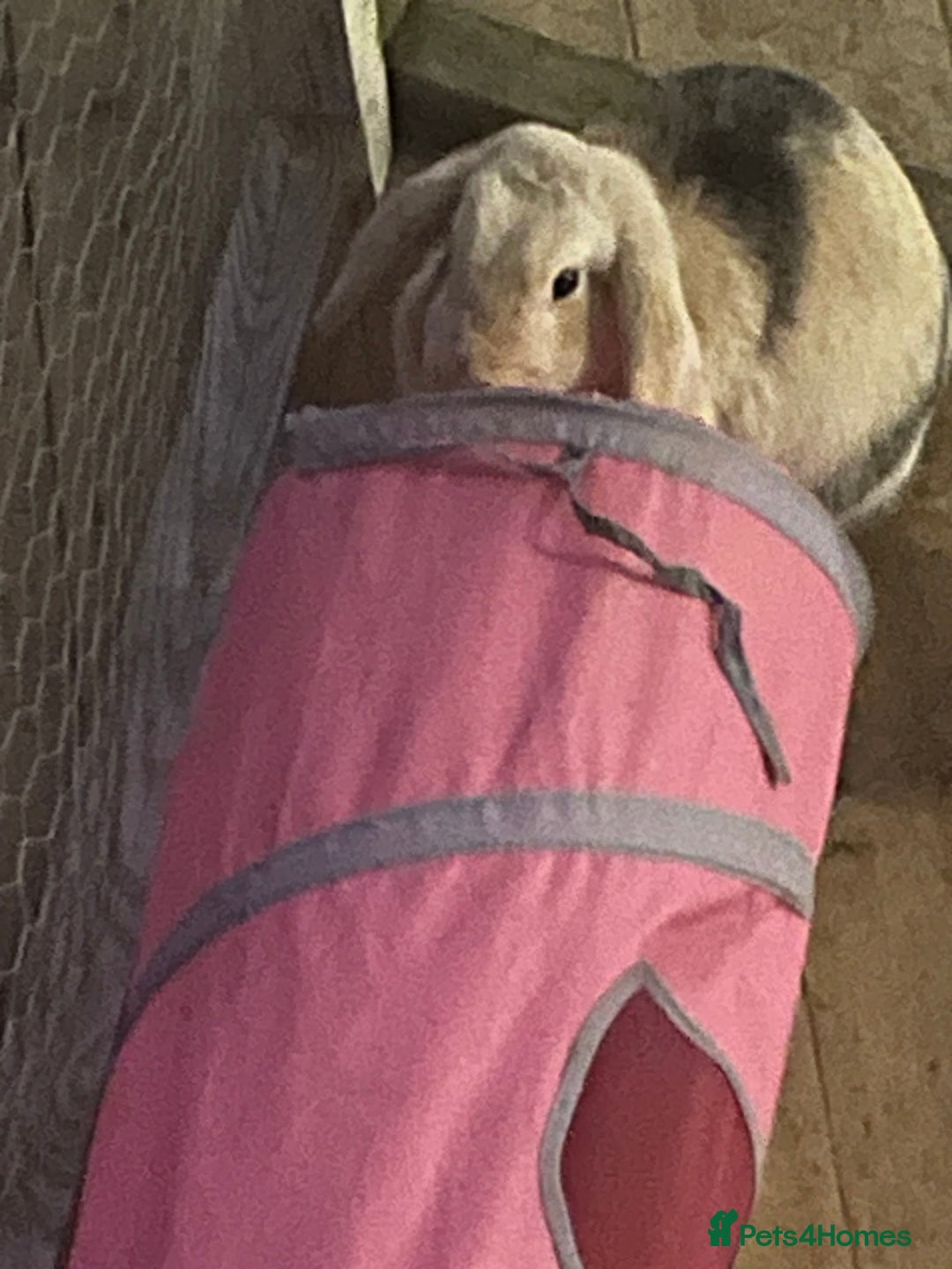 Harlequin rabbits for sale: Female lop - Advert 6