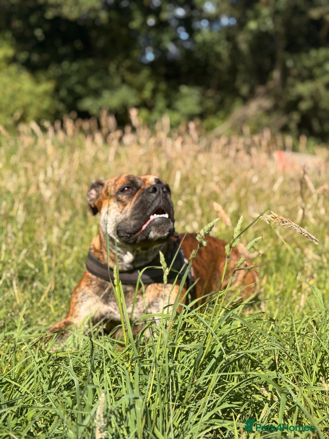 Olde English Bulldogge dogs for sale: Olde English bulldogge  - Image 4