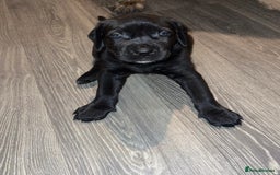 Cane Corso dogs for sale: Cane Corso pups - Image 7