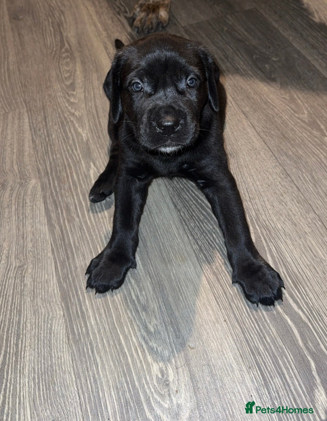 Cane Corso dogs for sale: Cane Corso pups - Image 7