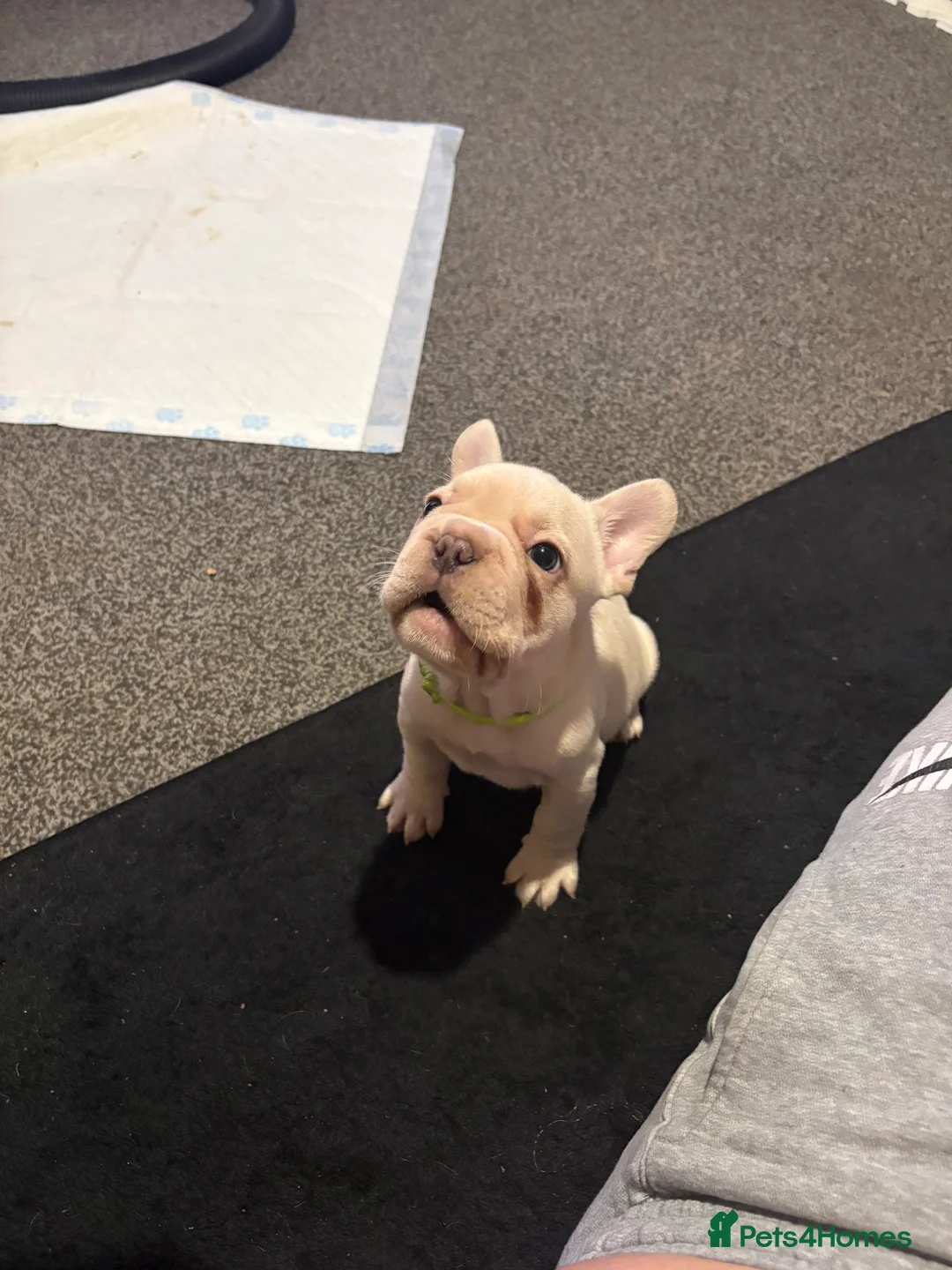 French Bulldog dogs for sale: Last 2 french bulldog pups available  - Advert 10