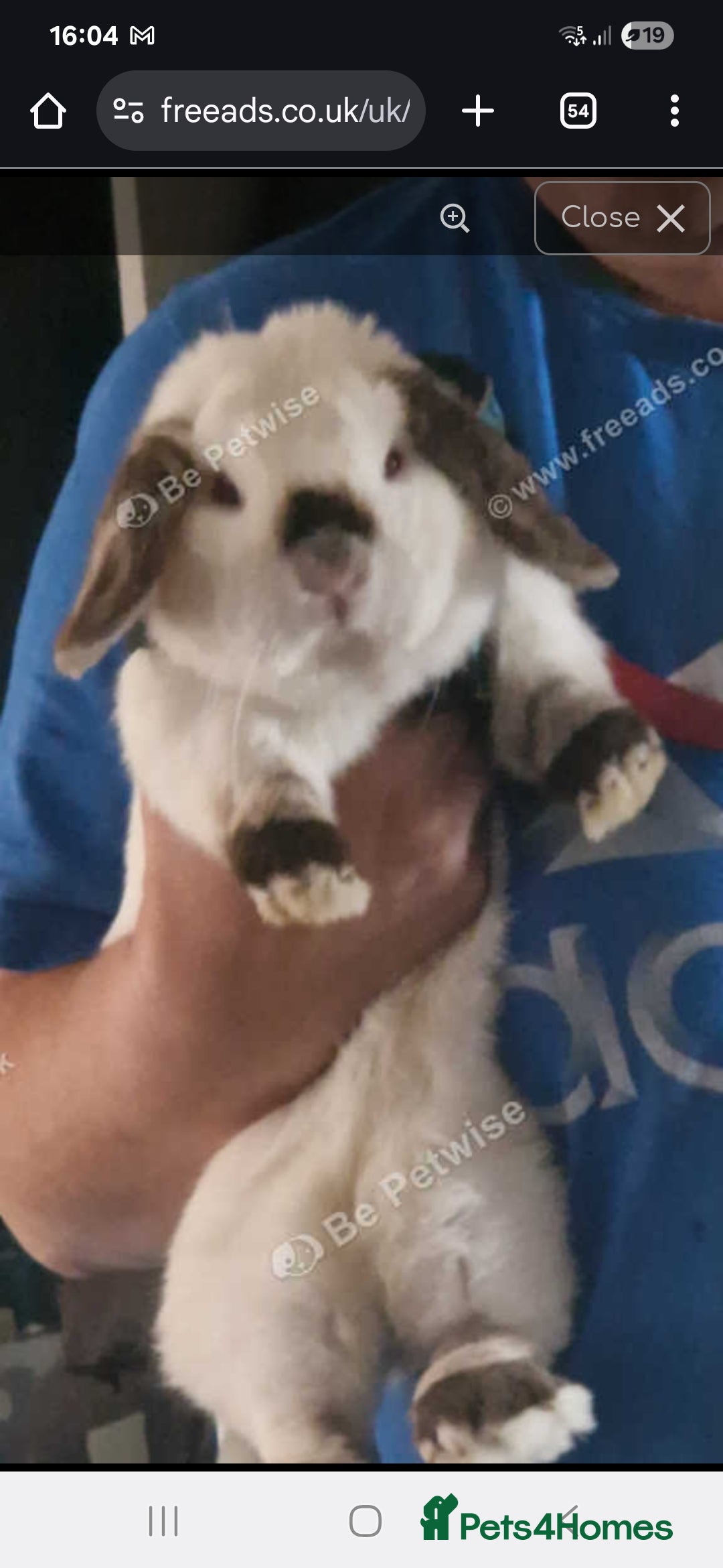Mini Lop rabbits for sale: 1 year old mini lops for sale  - Image 3