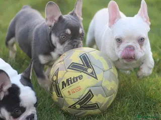 French Bulldog dogs Frenchies - 2 girls & 1 boy available - Advert 1
