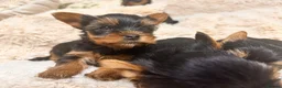 Yorkshire Terrier dogs for sale: Mini Yorkshire Terrier Puppies  - Advert 3