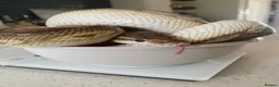 Python Snake reptiles for sale: CB14 female cinnamon pastel butter ball python in Westbury - Advert 1
