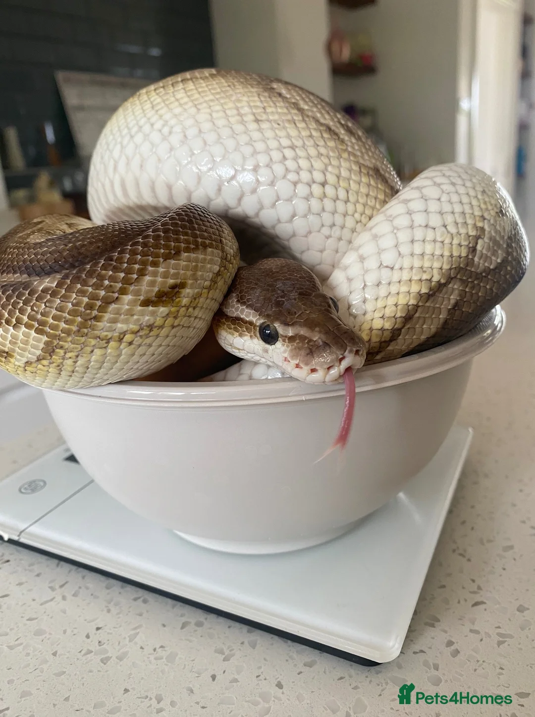 Python Snake reptiles for sale: CB14 female cinnamon pastel butter ball python in Westbury - Advert 1