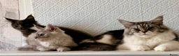 Maine Coon cats for sale: Stunning TICA MaineCoon Kittens 🩵 - Advert 2