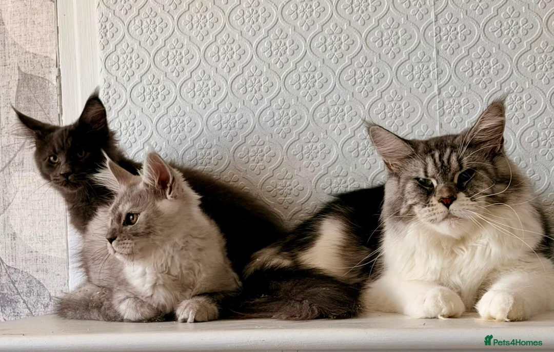 Maine Coon cats for sale: Stunning TICA MaineCoon Kittens 🩵 - Advert 2