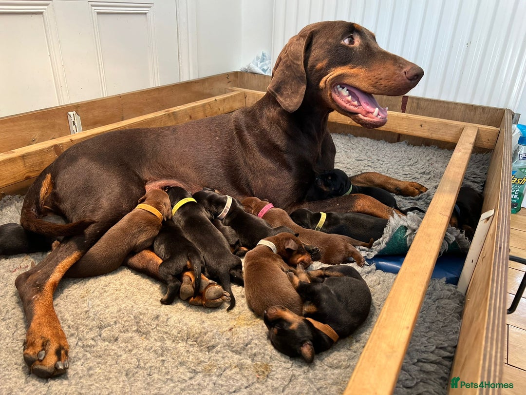 Dobermann dogs for sale: Outstanding KC Reg Dobermann puppies - Image 1