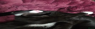Domestic Shorthair 1