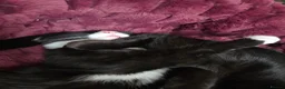 Domestic Shorthair cats for sale: Meet Dara, a Playful Little Rascal - Advert 3