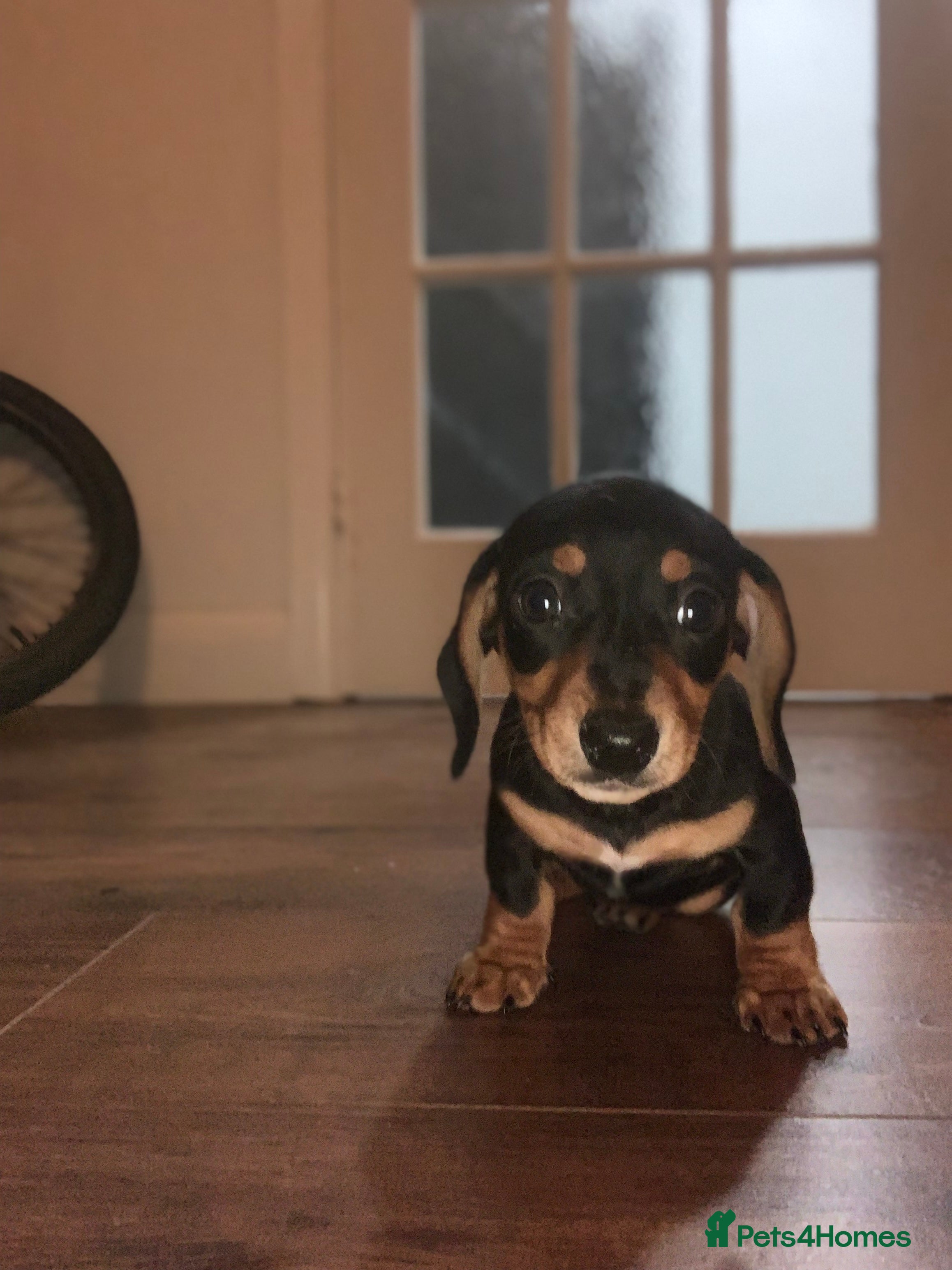 Miniature Dachshund dogs 🐾 TWO GIRLS LEFT  🐾 - Advert 8