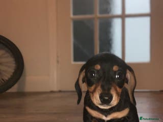 Miniature Dachshund dogs 🐾 TWO GIRLS LEFT 🐾 - Advert 8