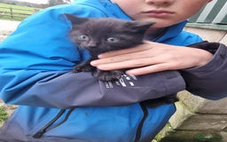 Mixed Breed cats for sale: Purrrfect kittens for sale - Advert 3