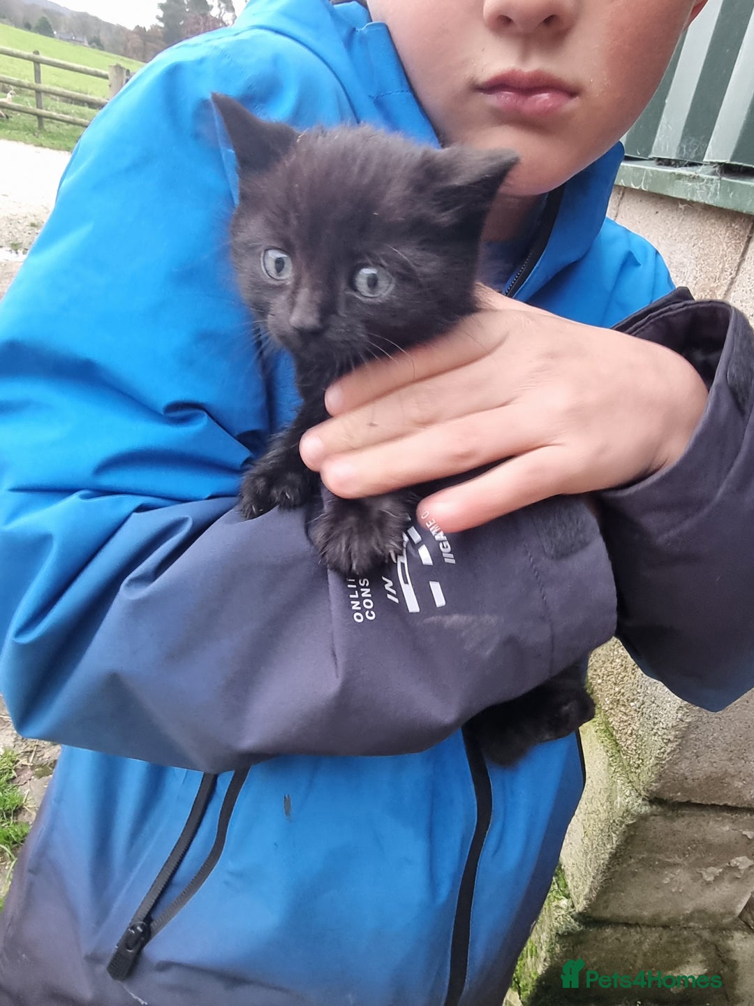 Mixed Breed cats for sale: Purrrfect kittens for sale - Advert 3