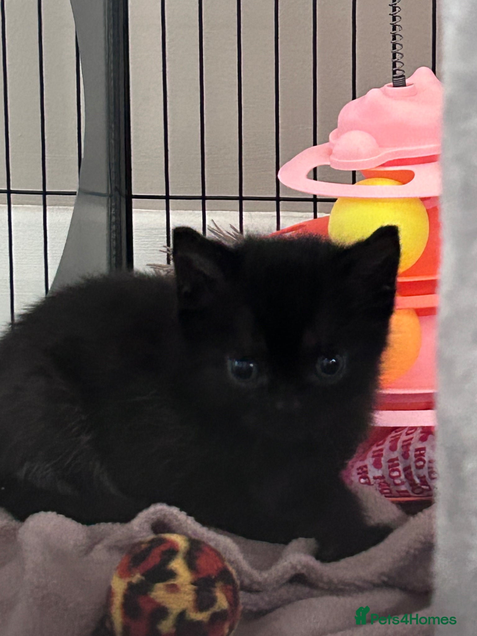 British Shorthair cats for sale: 5 British shorthair kittens  - Advert 24