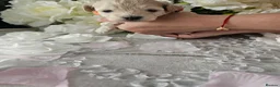 Maltipoo dogs for sale: Maltippo puppies  - Advert 16