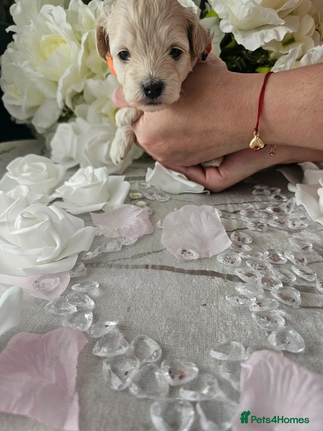 Maltipoo dogs for sale: Maltippo puppies  - Advert 16