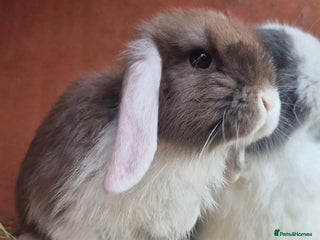Mini Lop rabbits Mini lops various age and price see description. - Advert 8