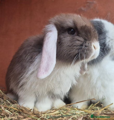 Mini Lop rabbits - Advert 8