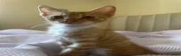 Mixed Breed cats for sale: 2 boys + girl - Advert 10