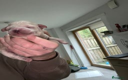 Cockapoo dogs for sale: Toy cockapoo - Advert 3