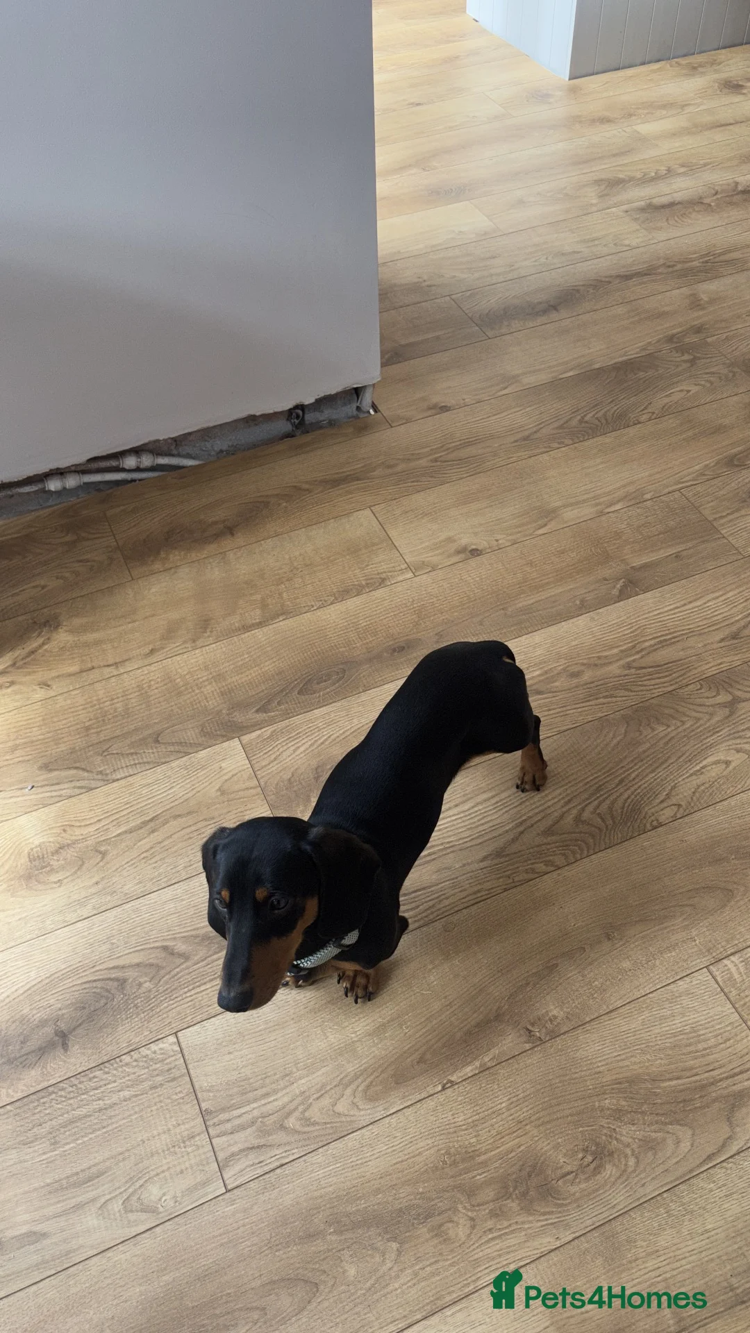 Dachshund dogs for sale: 1 year old for sale.  in Prenton - Advert 6