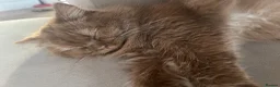 British Longhair cats for sale: Cinnamon British long hair girl 🧡 - Advert 12