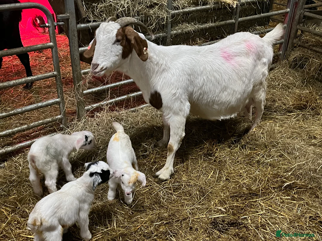 Goats livestock for sale: Selection of goats for sale  - Advert 11