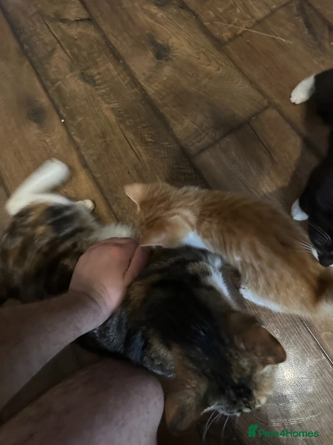 Mixed Breed cats for sale: Damian - Advert 8