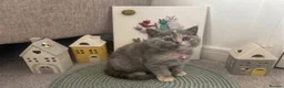 British Shorthair cats for sale: 🧶🐈‍⬛🎈ADORABLE BSH KITTIES🎈🐈‍⬛🧶 - Advert 14