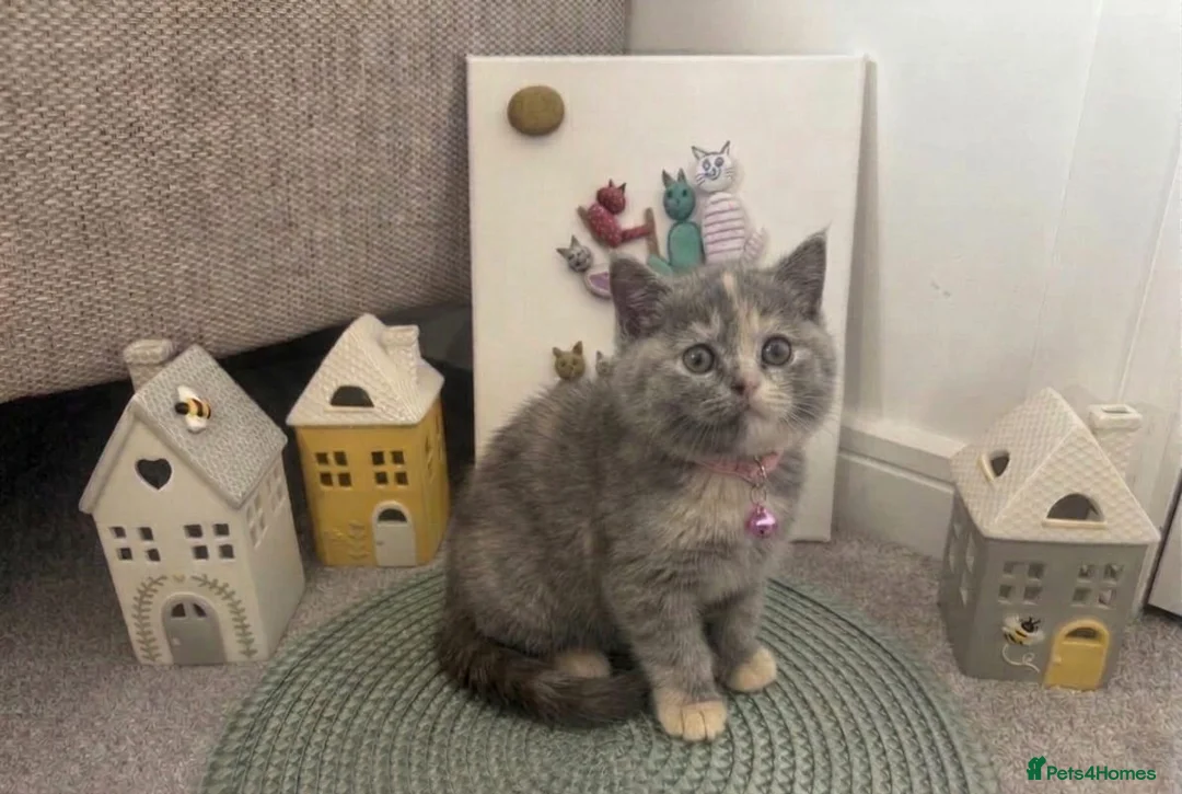 British Shorthair cats for sale: 🧶🐈‍⬛🎈ADORABLE BSH KITTIES🎈🐈‍⬛🧶 - Advert 14