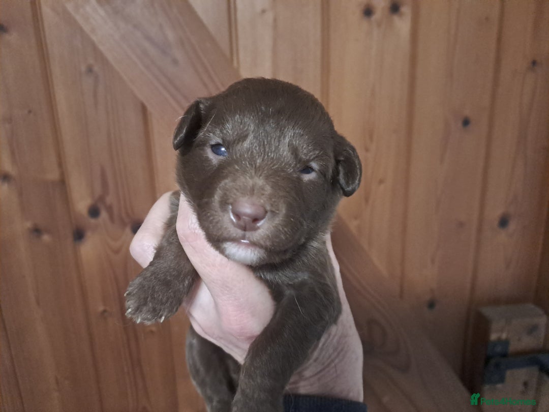 Labradoodle dogs for sale: Gorgeous Mini Labradoodle Puppies - Advert 10