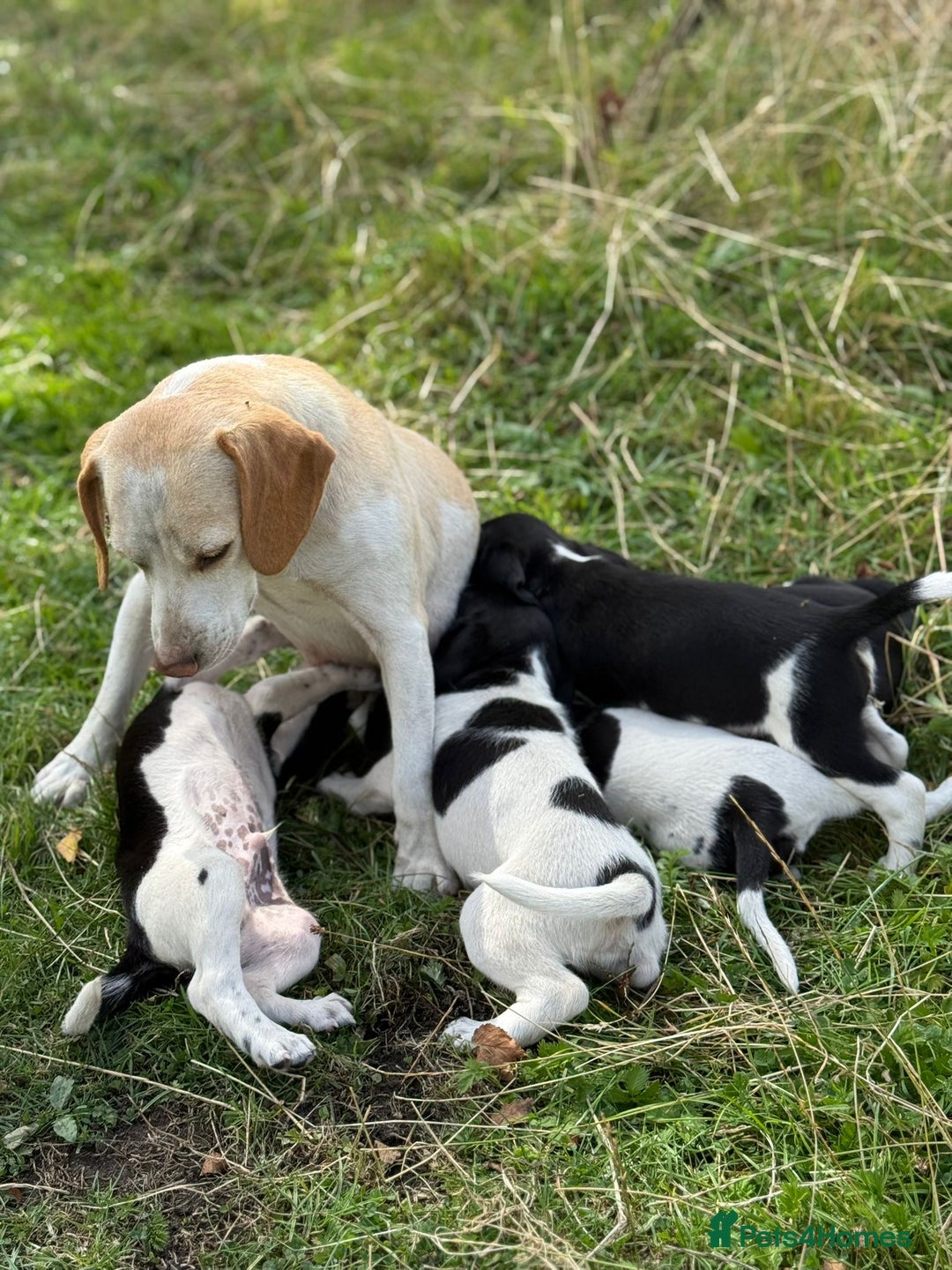 Mixed Breed dogs for sale: Beagle x Springer Spaniel - Image 5