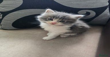 Mixed Breed cats - Advert 15